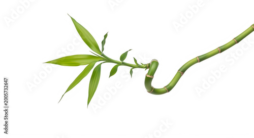 Bamboo branch with leaves isolated on transparent background