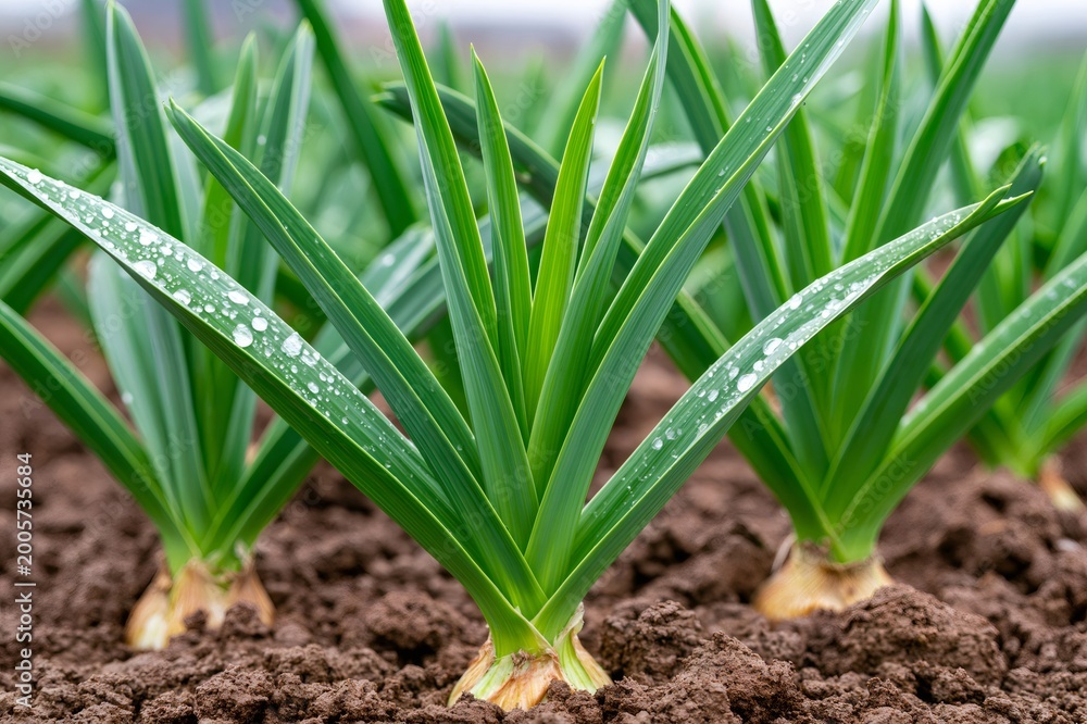 Fototapeta premium Young garlic plants growing in organic garden soil