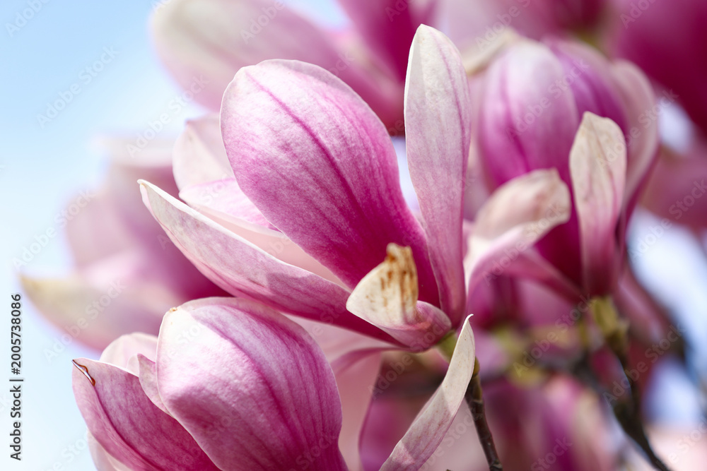Fototapeta premium Beautiful blossoms of magnolia tree against light background, closeup