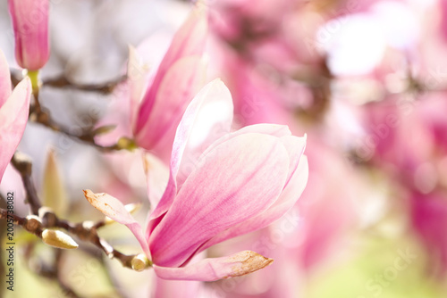 Branches of beautiful magnolia tree with pink blossoms outdoors, closeup. Space for text