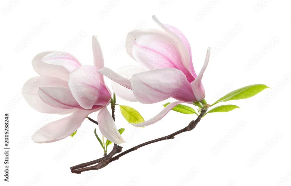 Obraz premium Beautiful blossoms of magnolia tree isolated on white