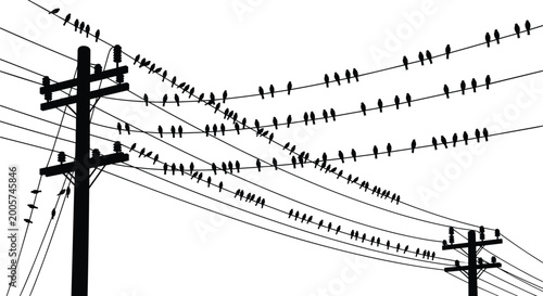Bird silhouettes sitting on power lines and utility poles isolated on white background, flock of birds in urban scene