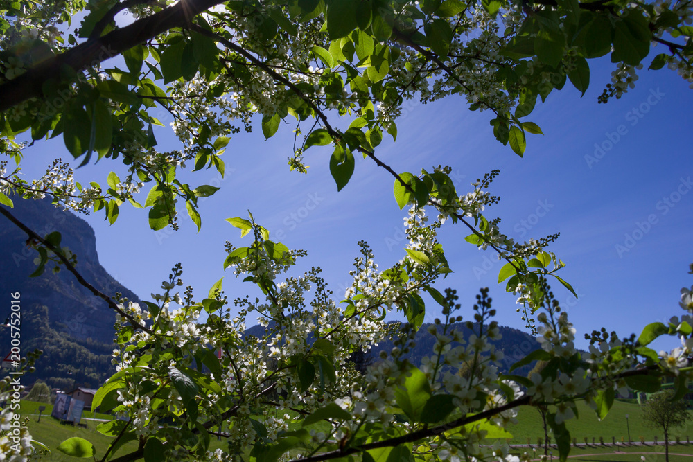Fototapeta premium Beautiful blooming white bird cherry flowers against a clear blue sky on a bright sunny spring day. Background for greetings, wedding celebrations, presentations