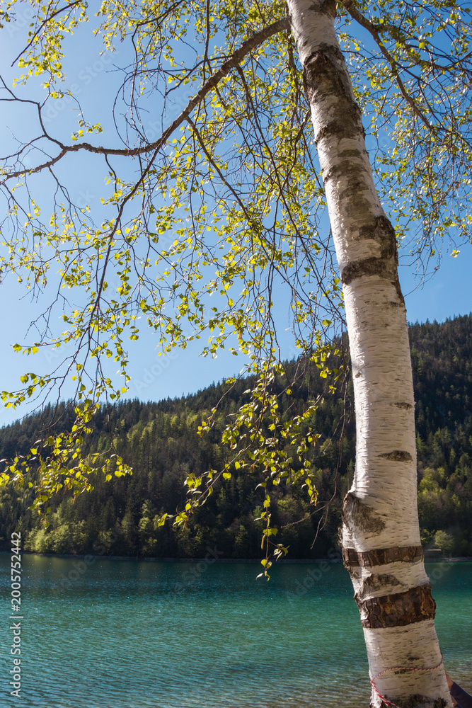 Fototapeta premium Beautiful birch tree with fresh spring leaves by the turquoise alpine lake in Tyrol Austria, scenic mountain forest landscape