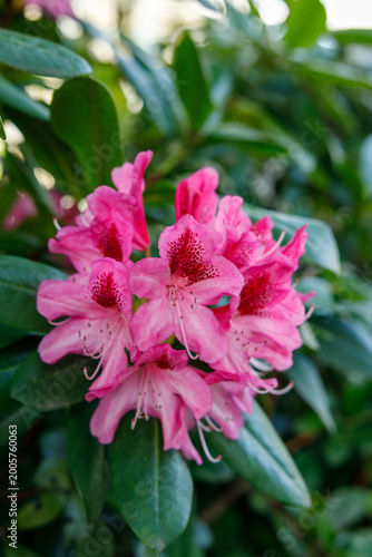 A vertical close-up of a pink rhododendron flower truss in full spring bloom, surrounded by glossy dark green leaves of the flowering shrub.
