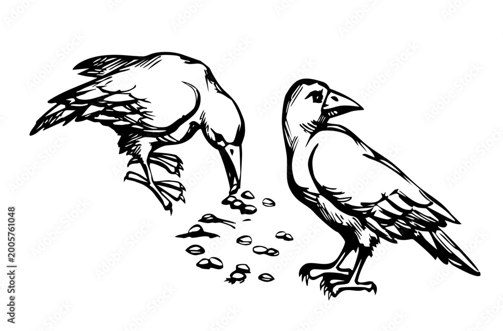 Obraz premium Vector drawing. Old big crow
