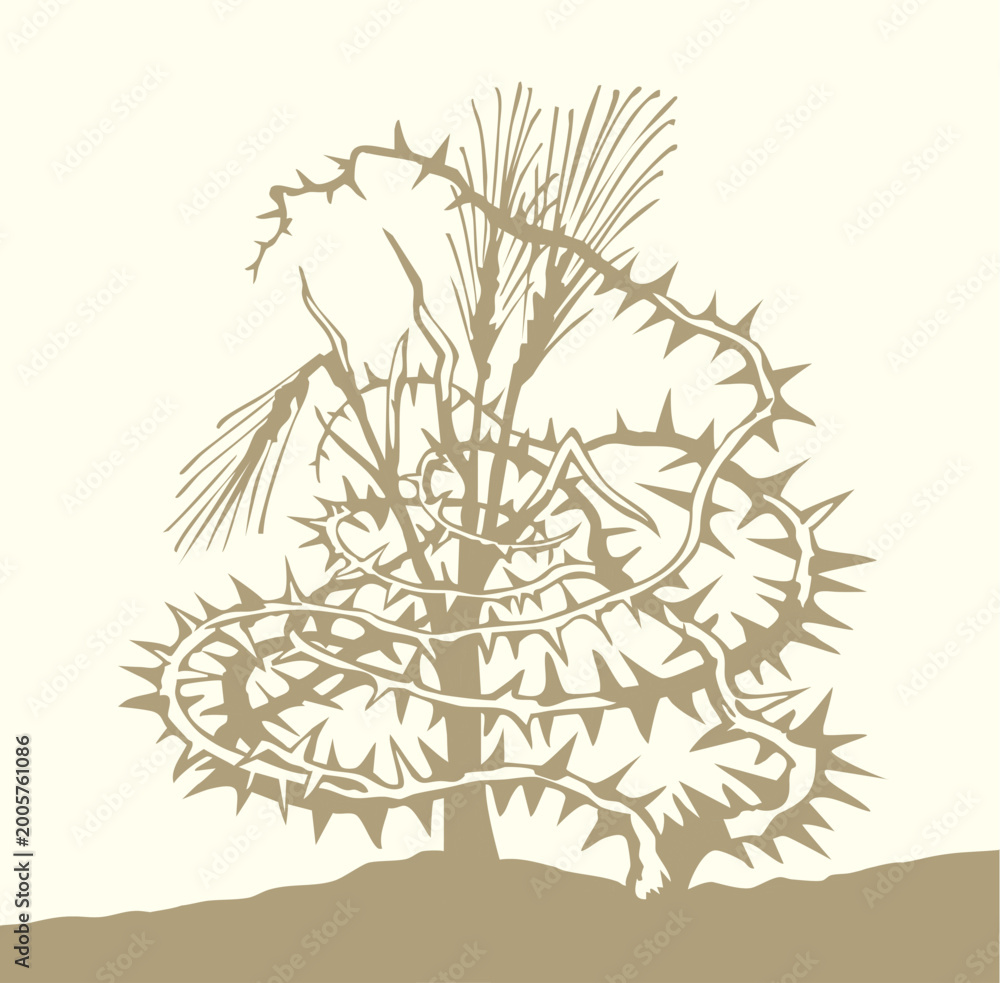 Fototapeta premium Vector drawing. Wheat in the thorns