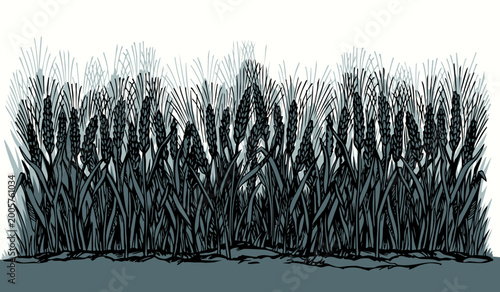 Vector drawing. Old wheat field