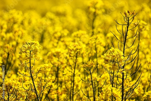 Feld mit gelben Rapsblüten