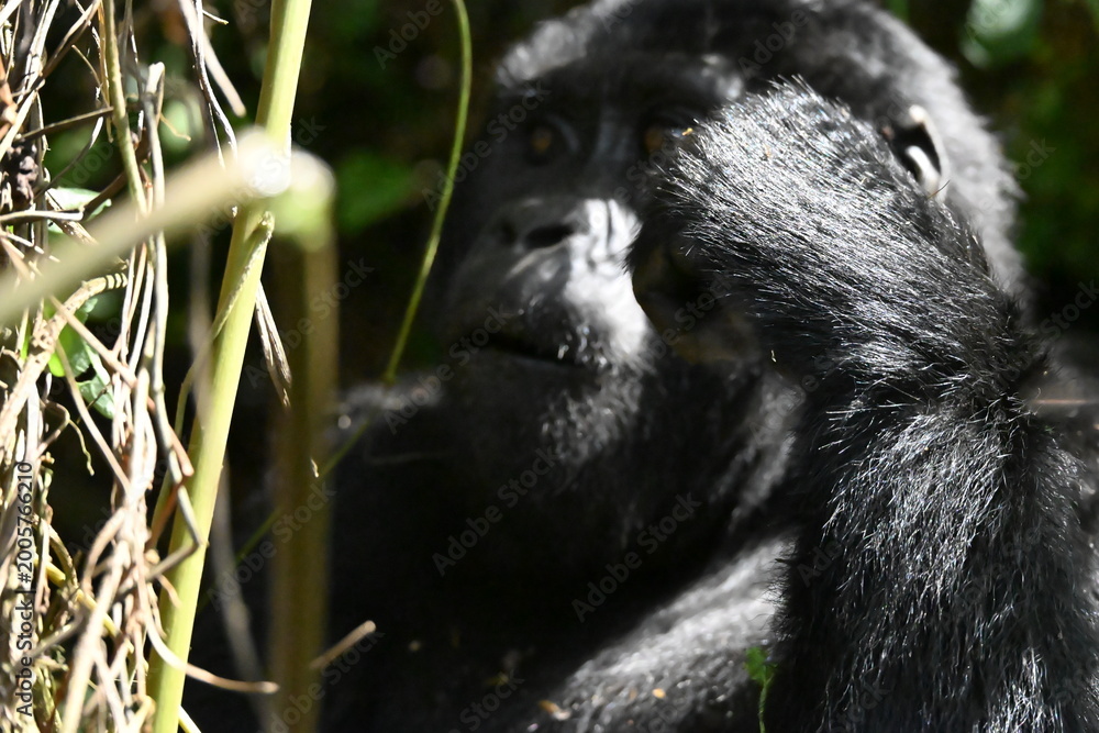 Obraz premium critically endangered Eastern gorilla subspecies (Gorilla beringei beringei). encounter in impenetrable rainforest bwindi natural park