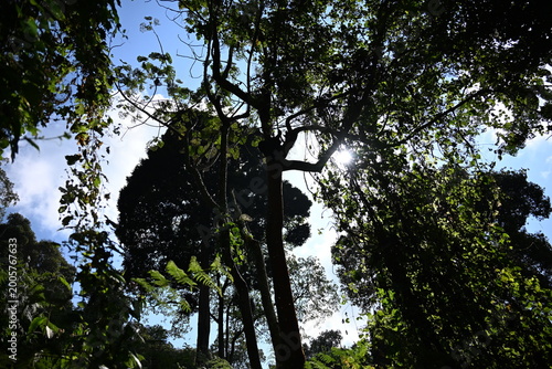critically endangered Eastern gorilla subspecies (Gorilla beringei beringei). encounter in impenetrable rainforest bwindi natural park