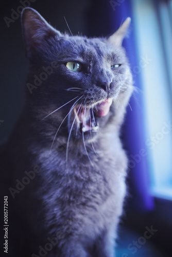 Grey Korat enjoying the life indoors