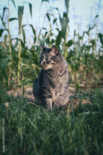 Tabby cat enjoying the outdoors on a farm