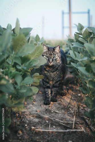 Tabby cat enjoying the outdoors on a farm