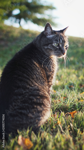 Tabby cat enjoying the outdoors on a farm