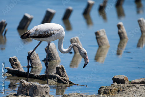 Close-Up Flamingo in Sardinian Lagoon – Cagliari