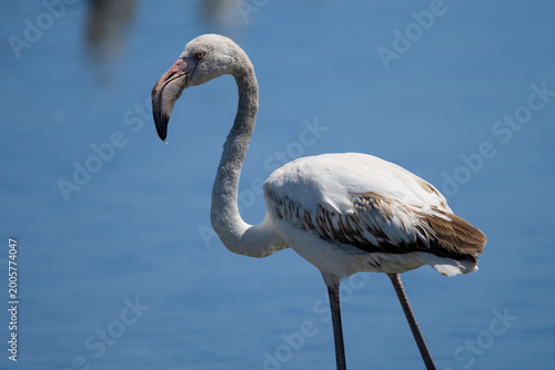 Close-Up Flamingo in Sardinian Lagoon – Cagliari