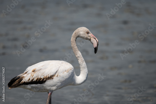 Close-Up Flamingo in Sardinian Lagoon – Cagliari
