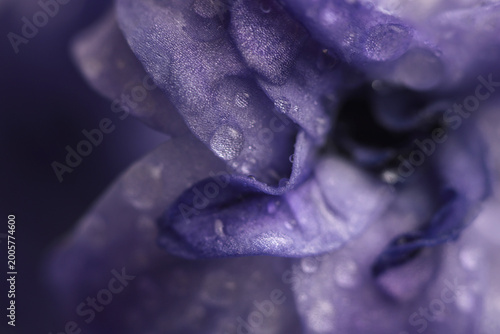 Close-up selective soft focus blue; violet hyacinth Flower bud Petals with Water Drops. Natural art smoke blur background.