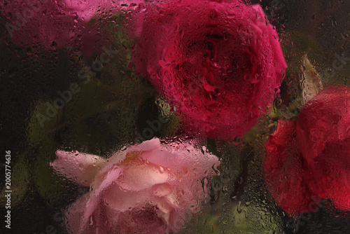 Smoke selected soft focus cream pink, red Rose Flower through glass with wet flow water Drops. Abstract natural blur black dark background.