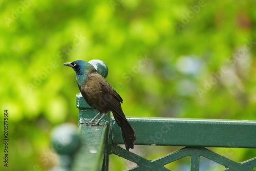 Common Crackle bird posing in various styles