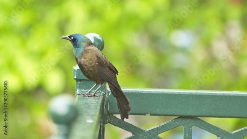 Common Crackle bird posing in various styles