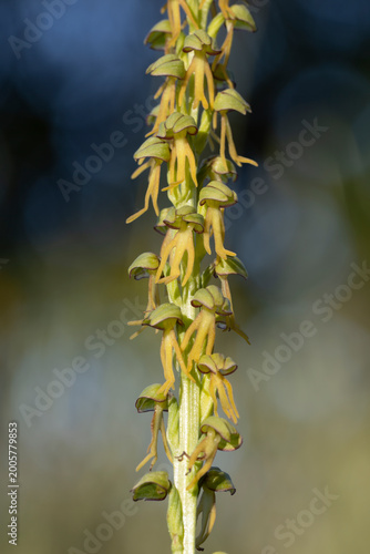 Foto Detailed view of multiple humanoid-shaped blossoms of Orchis anthropophora