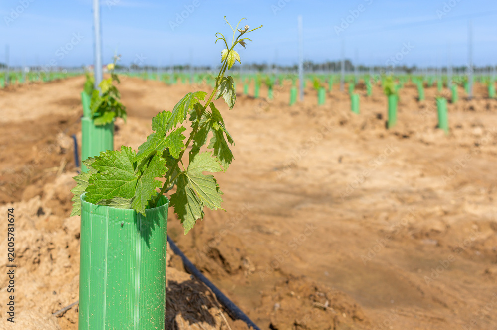 Fototapeta premium The birth of a vineyard: Close-up of young grapevine sprouts with green tube protectors in a new plantation.