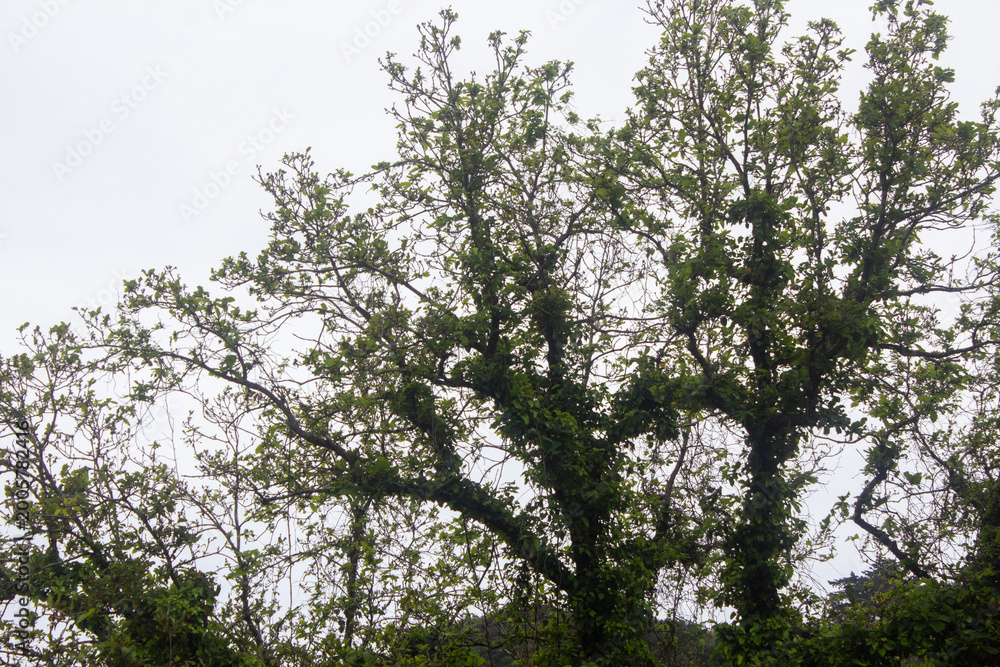 Fototapeta premium Green Tree Branches and Leaves Against Overcast Sky