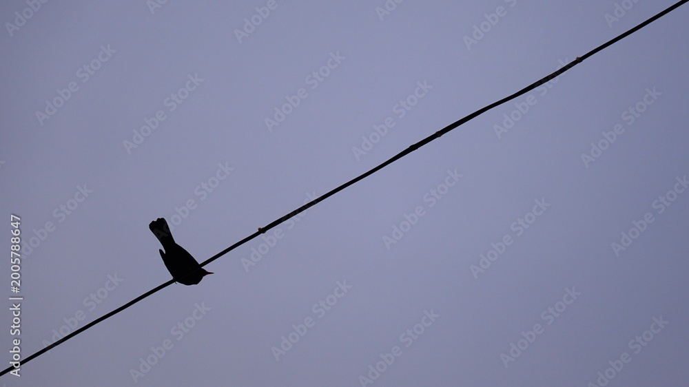Fototapeta premium silhouette of bird on cable