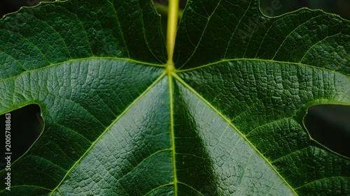 fig tree leaf as a background