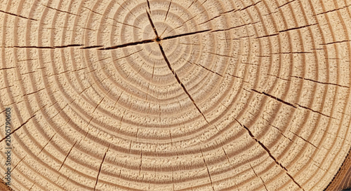 Wood grain cross section. Wood texture of cut tree. Closeup of tree trunk rings. 