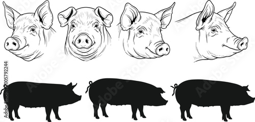 Photography Vector illustration of detailed pig sketches, featuring pig heads in various angles and full-body silhouettes