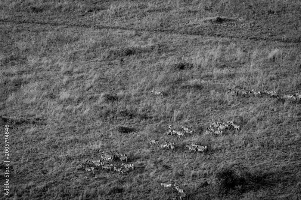 Obraz premium Herd of zebra directly below crossing green and golden plains of Serengeti National Park.