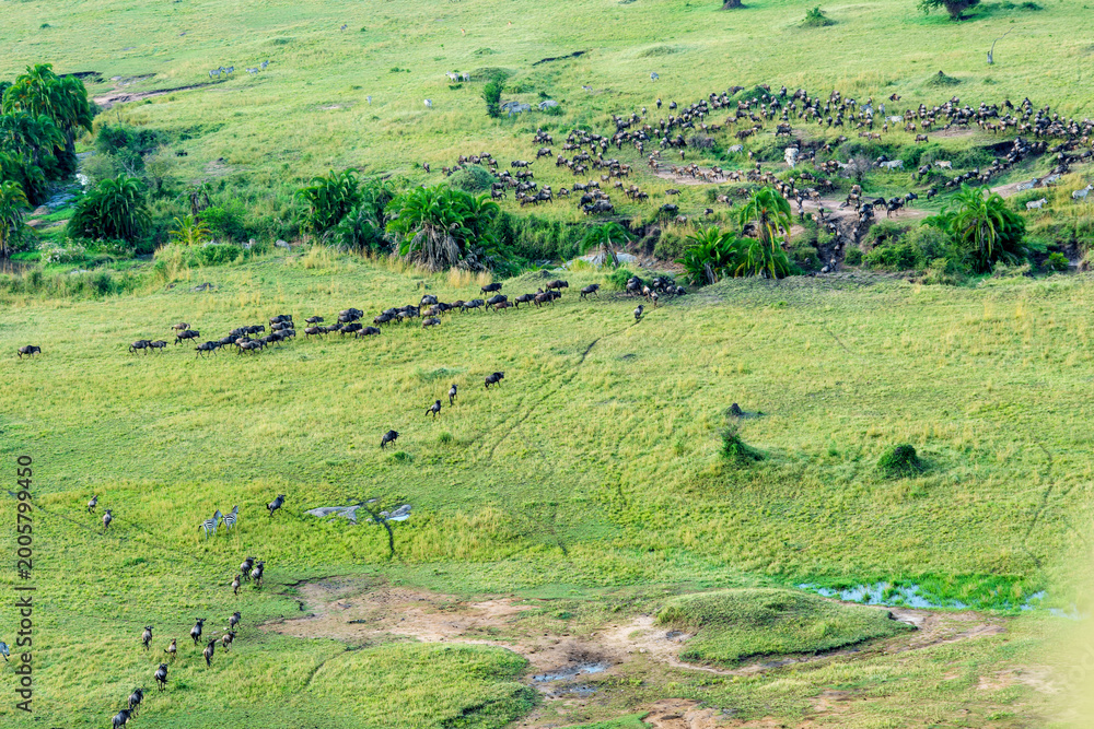 Fototapeta premium Migrating herds crossing small stream in Serengeti NAtional Park.