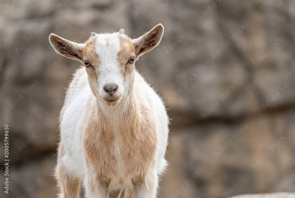 Obraz premium Young white and brown goat kid standing alert on a rocky background