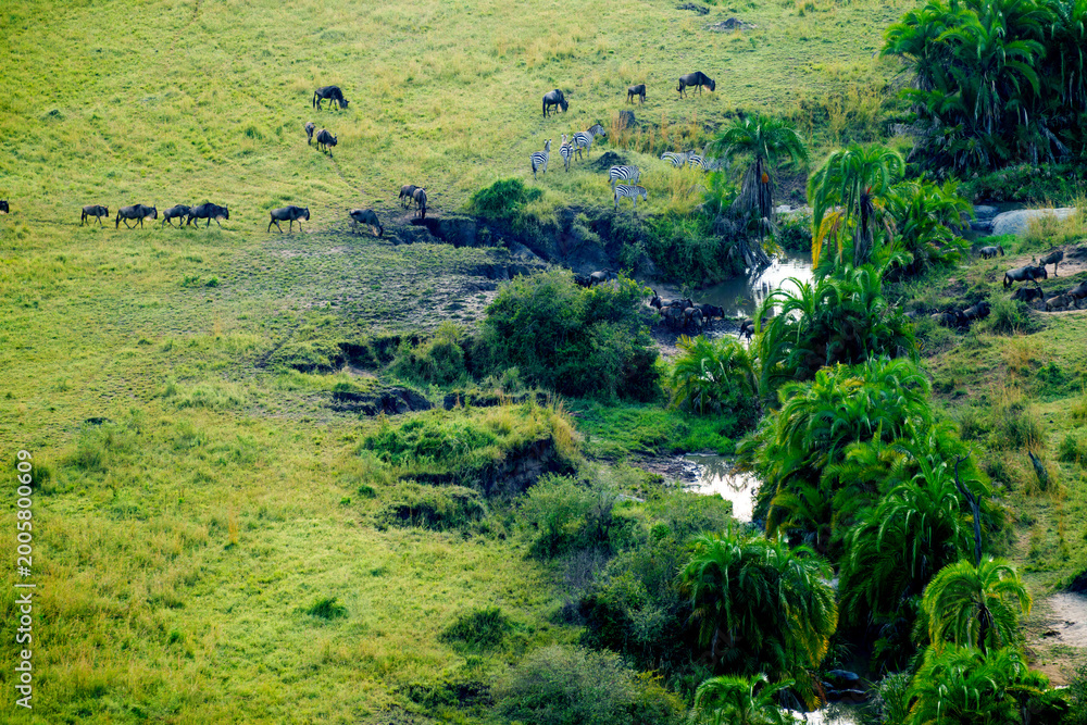 Fototapeta premium Herd of zebra and wildebeest on annual migration in Serengeti