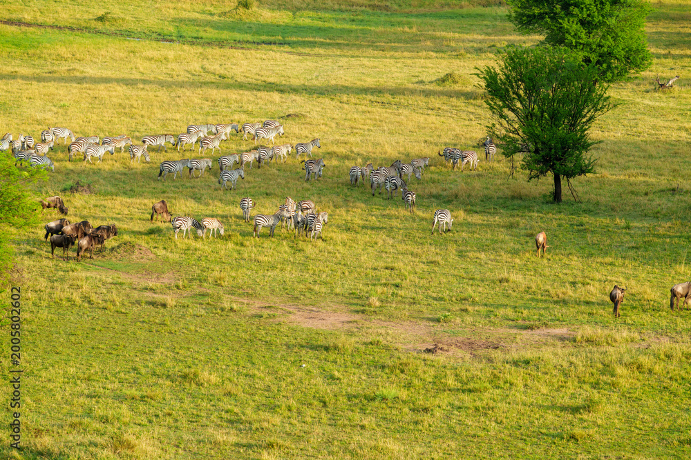 Obraz premium Herd of zebra directly below crossing green and golden plains of Serengeti National Park.