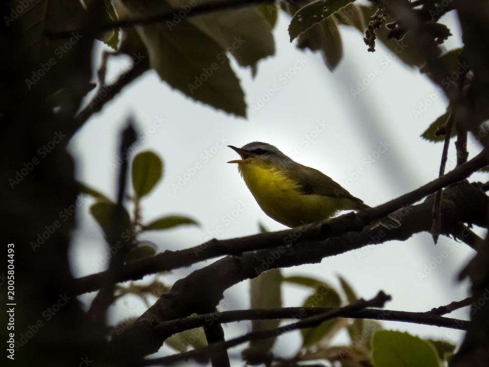 Obraz premium Bird Watching