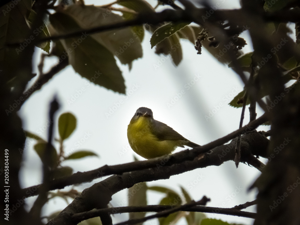 Obraz premium Bird Watching