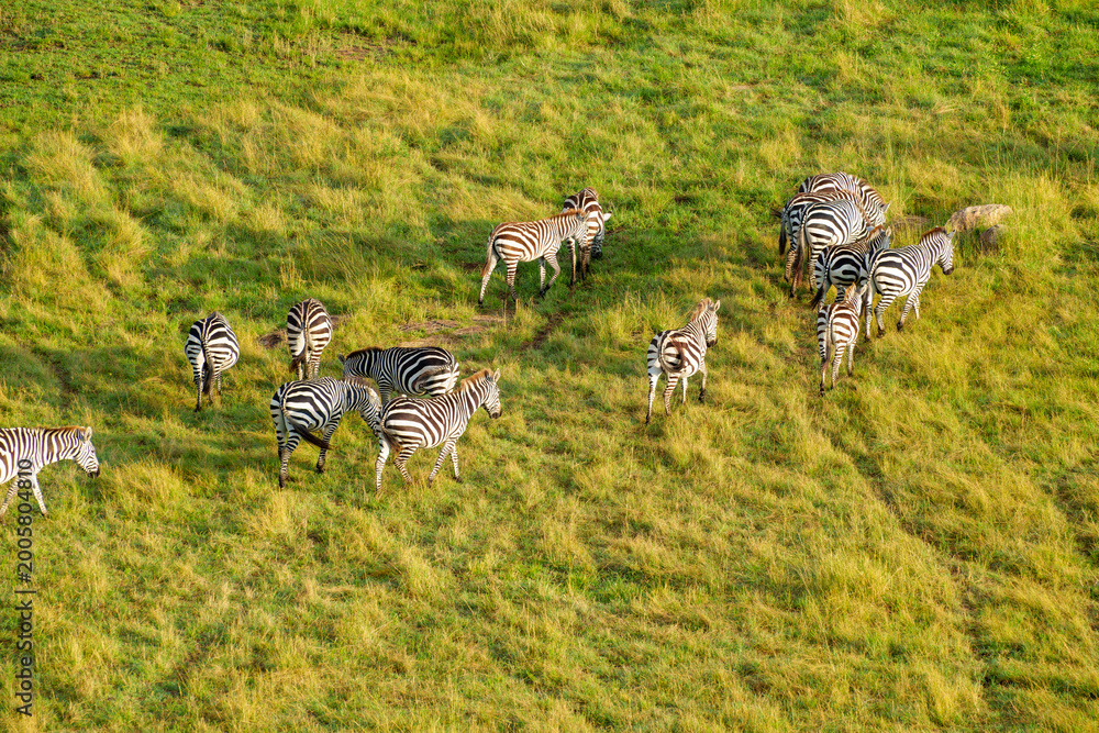 Obraz premium Herd of zebra directly below crossing green and golden plains of Serengeti National Park.