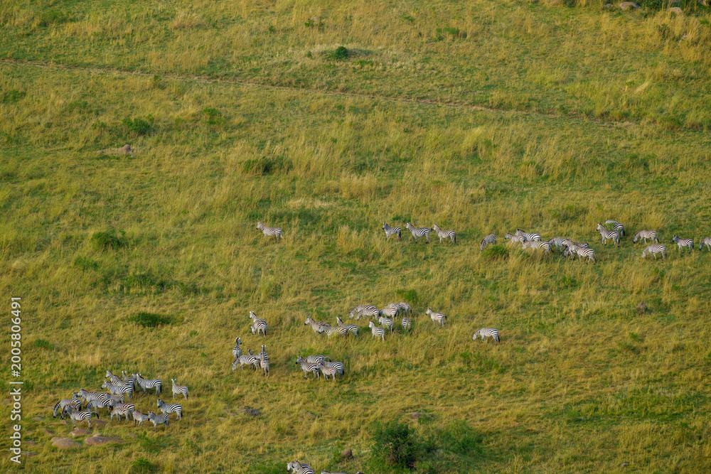 Fototapeta premium Herd of zebra directly below crossing green and golden plains of Serengeti National Park.