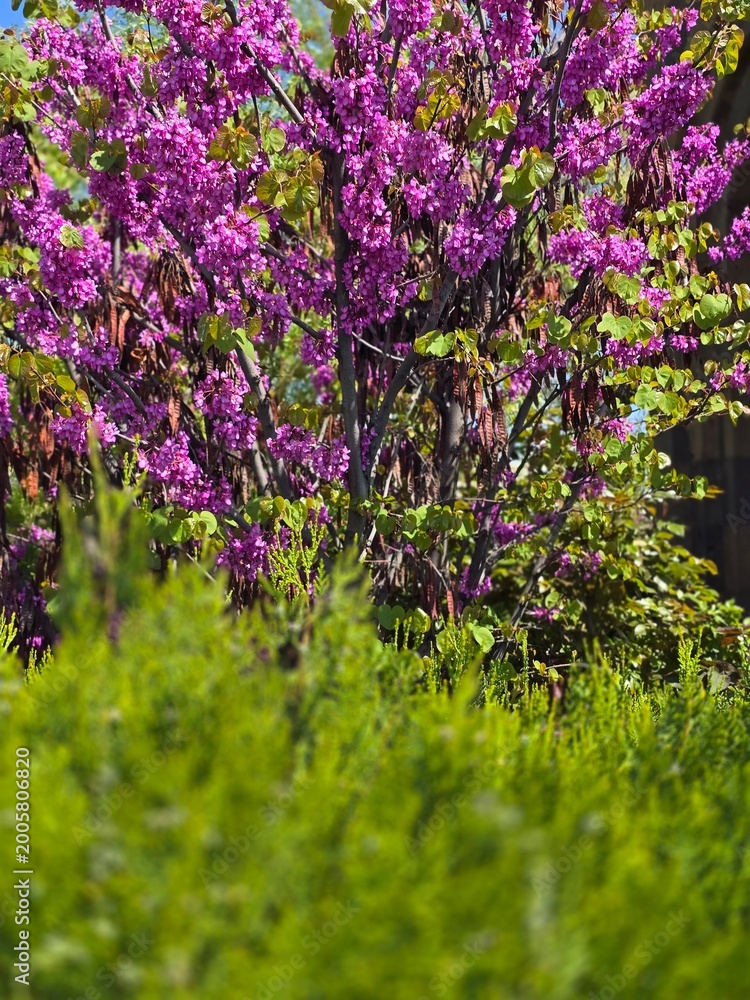 Naklejka premium pink flowers in the garden