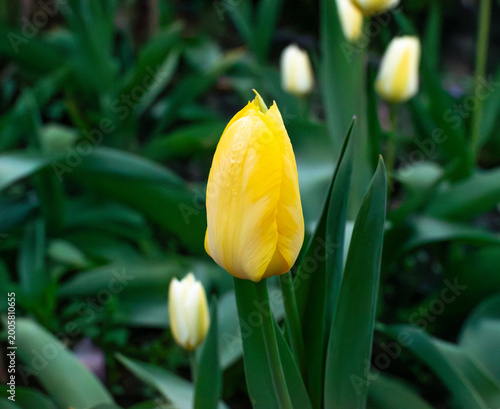 Yellow and white tulips in the garden in spring. Yellow tulip in the foreground.