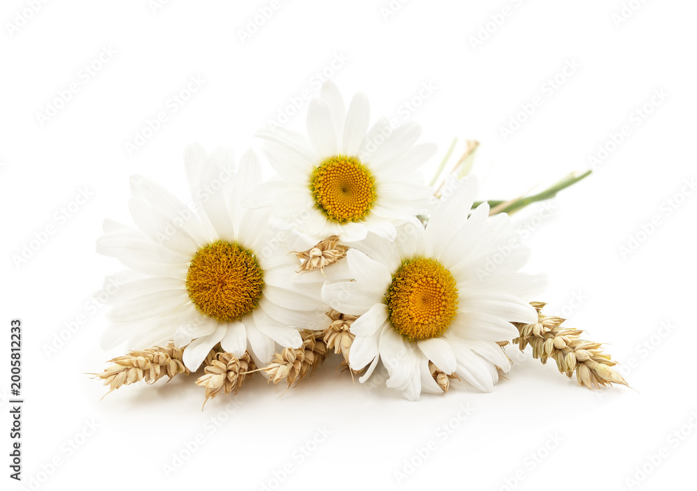 Fototapeta premium Chamomile flowers bouquet with wheat ears.