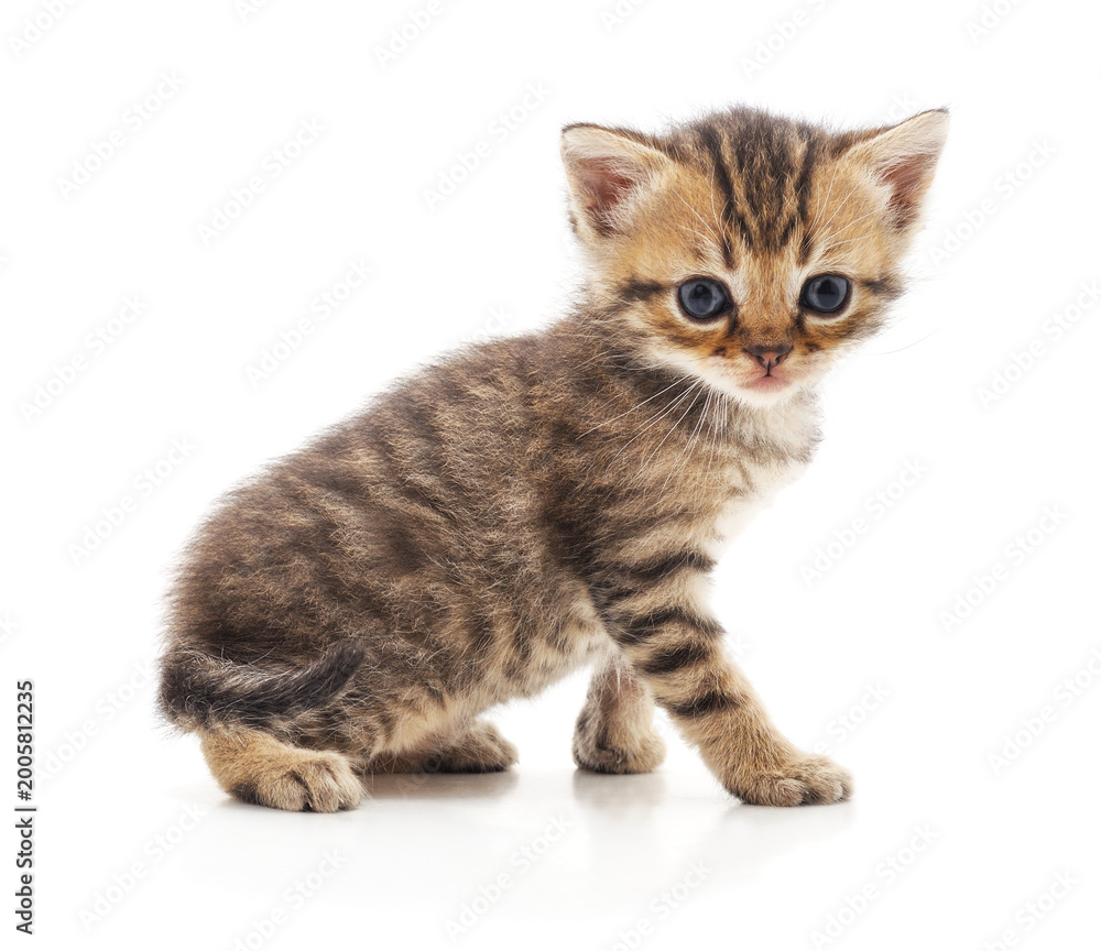 Fototapeta premium Small striped kitten on white background.