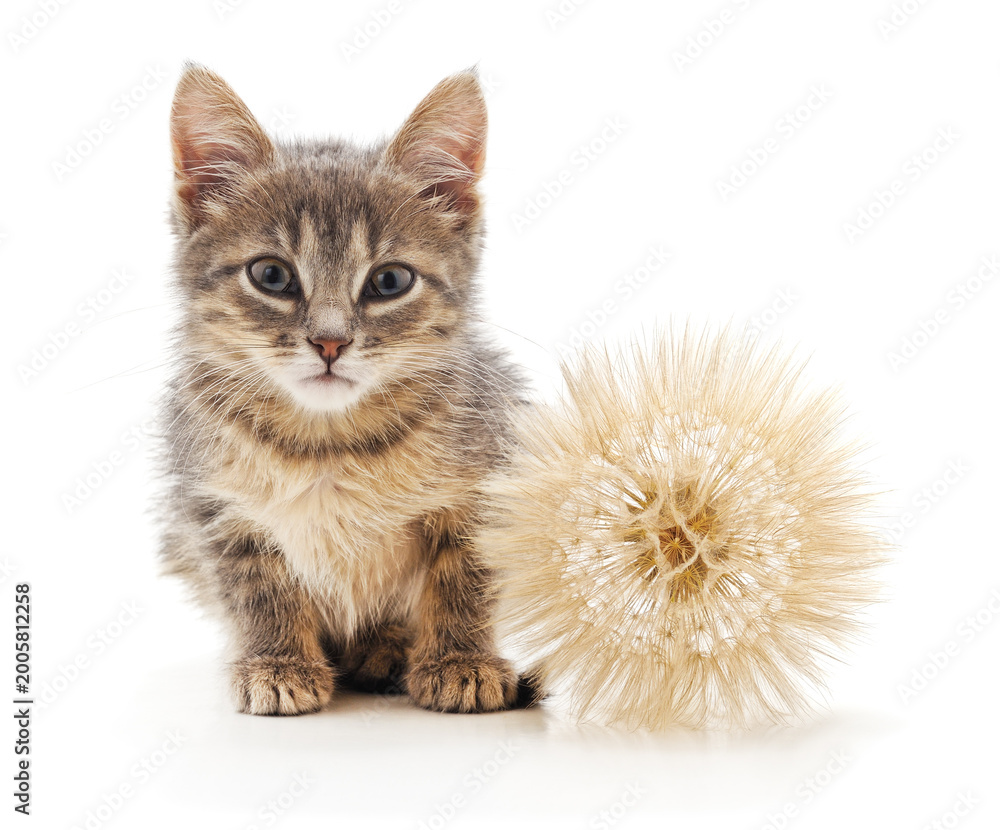 Obraz premium Small gray kitten with a large dandelion.