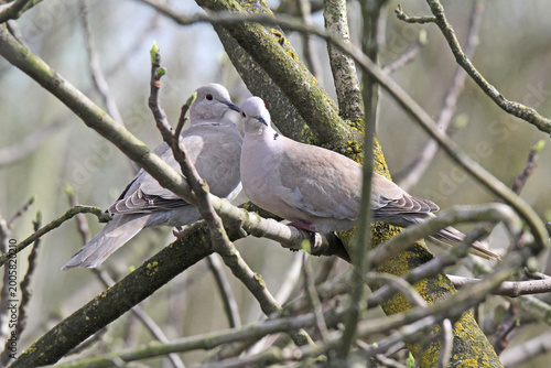 Fotografía coppia di tortore dal collare (Streptopelia decaocto)