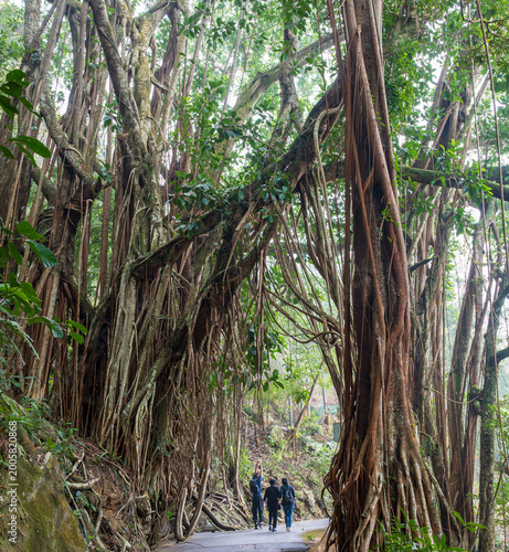 Hong Kong, Lugard Road, Victoria Peak, China : visitors walking beneath large banyan trees with aerial roots forming natural canopy along scenic jungle path