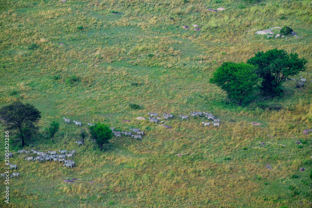 Fototapeta premium Herd of zebra directly below in green landscape.